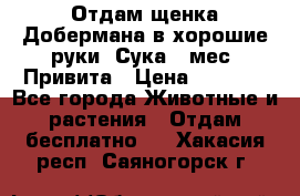 Отдам щенка Добермана в хорошие руки. Сука 5 мес. Привита › Цена ­ 5 000 - Все города Животные и растения » Отдам бесплатно   . Хакасия респ.,Саяногорск г.